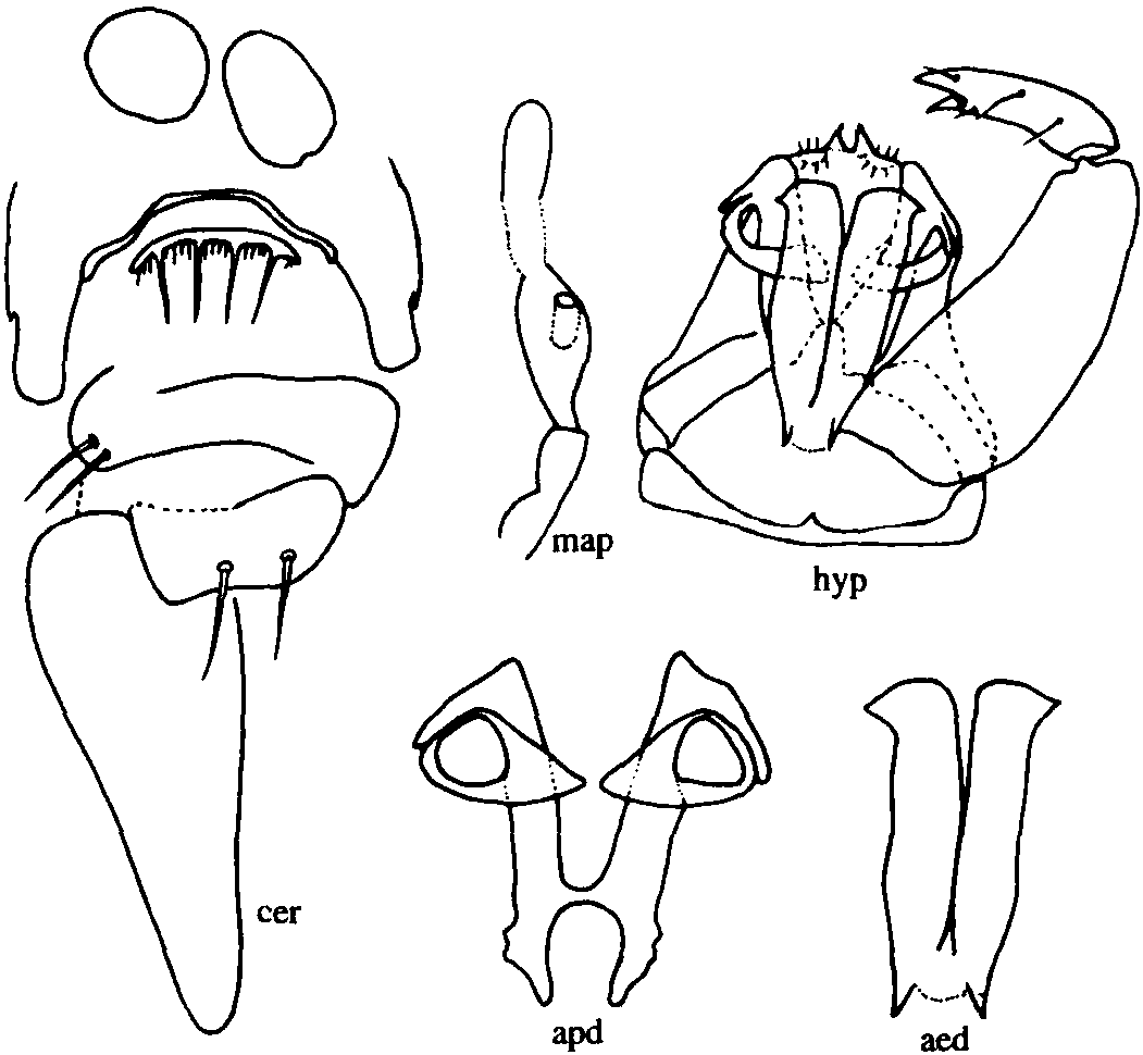 2.小斧細蠓